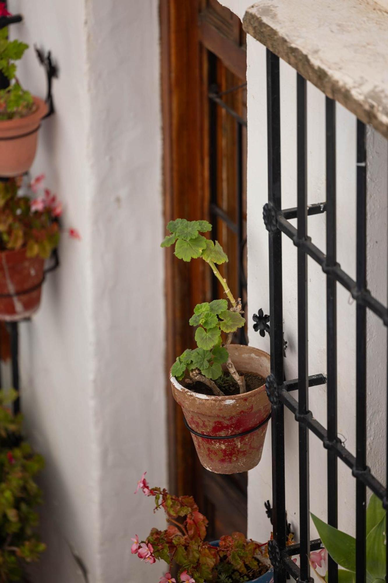 Olive & Ivy Guesthouse Canillas de Aceituno Exterior foto